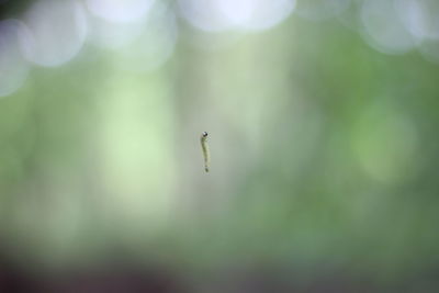 Close-up of insect on leaf