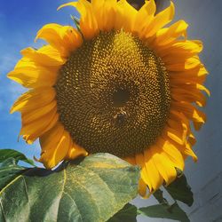 Close-up of honey bee on sunflower