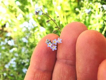 Close-up of hand holding small flower