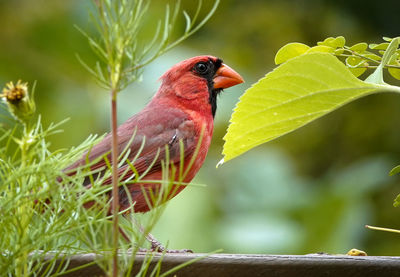 Close-up of bird perching on plant