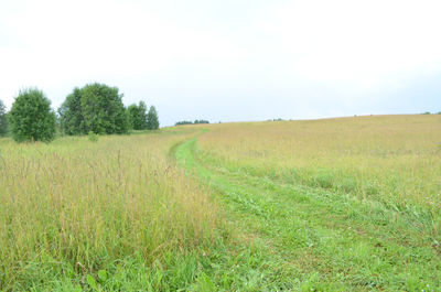 Scenic view of field against clear sky