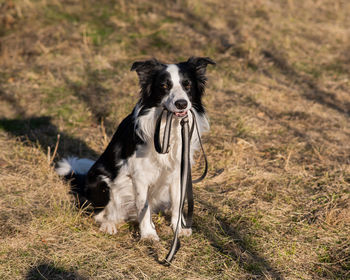 Dog running on field