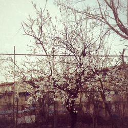 View of bare trees against the sky