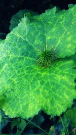 Close-up of green leaf