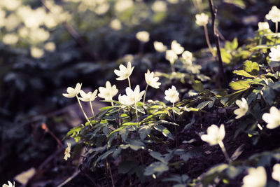 Close-up of white flowering plants on field