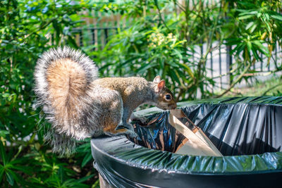 Close-up of squirrel