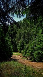 Trees growing in forest against sky