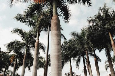 Low angle view of palm trees against sky