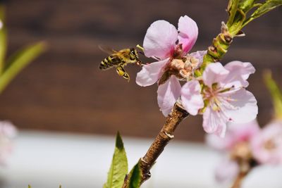 Close-up of bee pollinating flower