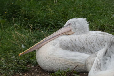 Close-up of a bird on field