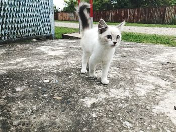 Cat on wall