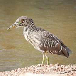 Close-up of bird