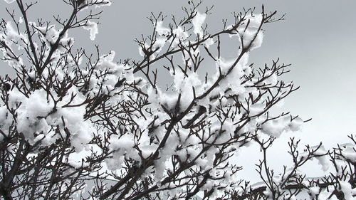 Low angle view of bird perching on tree against sky