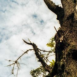 Low angle view of dead tree against sky