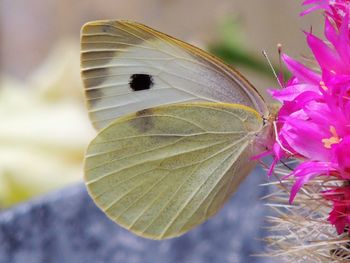 Close-up of butterfly on leaf