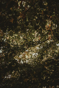 Low angle view of trees