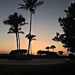 Palm trees at sunset