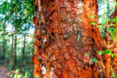 Close-up of tree trunk