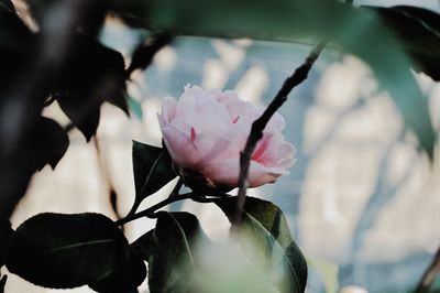 Close-up of pink rose flower