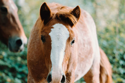 Close-up of horse in ranch