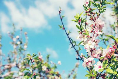 Low angle view of pink flowers blooming against sky