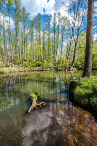 Scenic view of lake in forest against sky