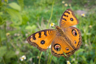 Close-up of butterfly pollinating flower