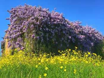 Yellow flowers blooming in field