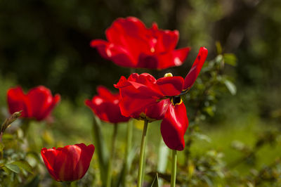 Close-up of red flowering plant