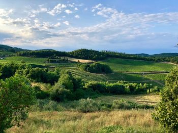 Scenic view of agricultural field against sky 