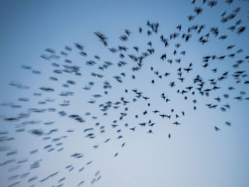 Low angle view of birds flying in the sky