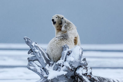 Polar bears fighting on fallen tree