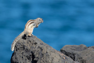 Monkey sitting on rock