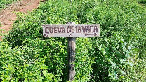 Close-up of information sign against plants