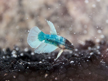 Close-up of fish in tank