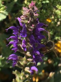 Close-up of purple flowers