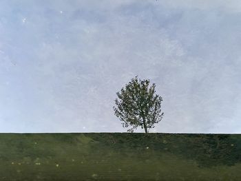 Tree on field against sky