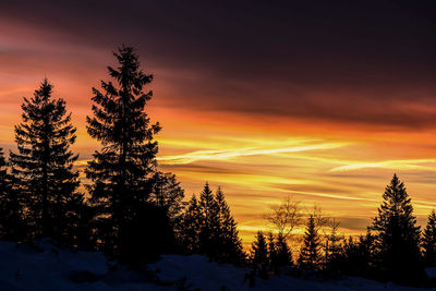 Silhouette pine trees against sky during sunset