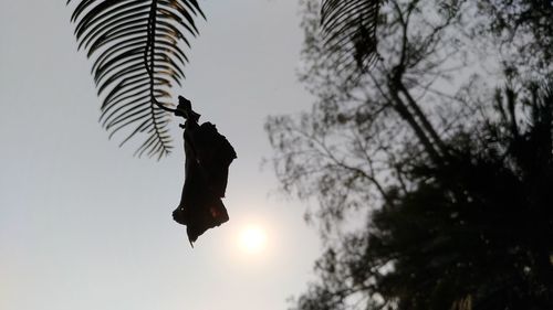 Low angle view of silhouette bird flying against sky