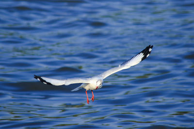 Seagull flying over sea