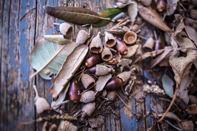 High angle view of dry leaf and acorns on wood painted blue in a forest in italy