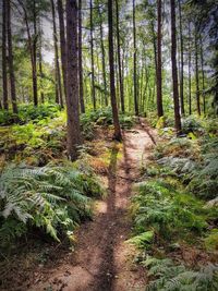 Scenic view of forest