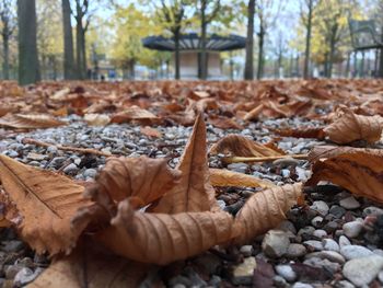 Close-up of autumn leaves on tree trunk in forest