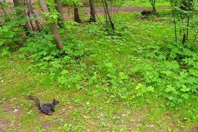 Scenic view of forest