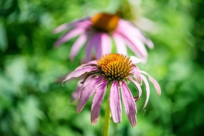 Close-up of pink flower