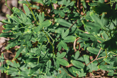 High angle view of leaves