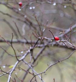 Close-up of berries on branch