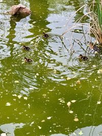 View of duck swimming in lake