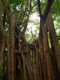 Low angle view of bamboo trees in forest