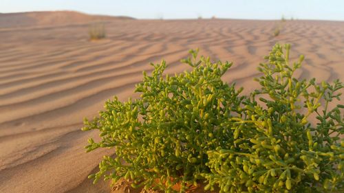 Plants growing on landscape